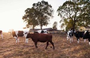 FAO strengthen collaboration to improve Ghana’s meat sector