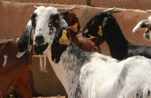 New opportunity for returning migrants in Burkina Faso on livestock farming