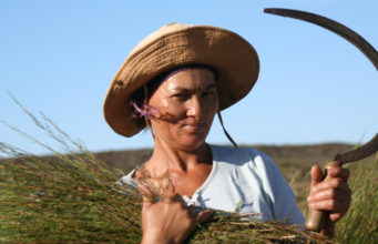 Rooibos booms in Japan