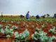 Agribusiness key driver of African economy