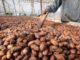 Nestlé invests $45 million a year in cocoa sustainability