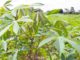 ECOWAS mobilizes $80 million for climate-friendly smart agriculture