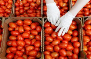 Dangote Farms to use Automated Pat Moose Planting tech