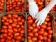 Dangote Farms to use Automated Pat Moose Planting tech