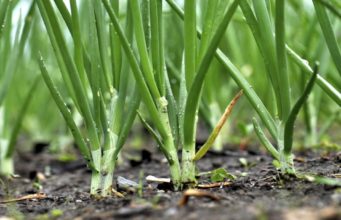 Cleric Reopens OPM Mechanised Farm for Repentant Militants