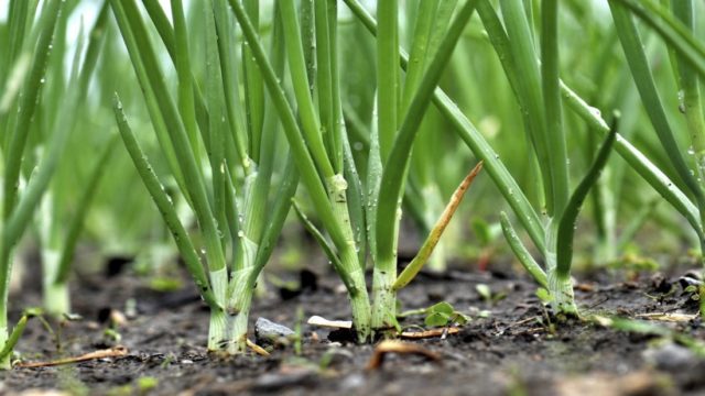 Cleric Reopens OPM Mechanised Farm for Repentant Militants