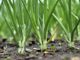 Cleric Reopens OPM Mechanised Farm for Repentant Militants