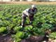 Farmer Group calls on Government to prioritizes organic farming