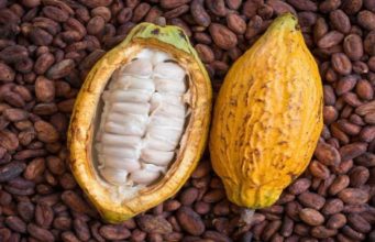 Cargill commits to transparency and sustainability of cocoa sector