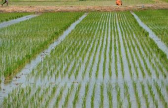 Olam commits to saving Nigeria’s agricultural sector