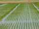 Olam commits to saving Nigeria’s agricultural sector
