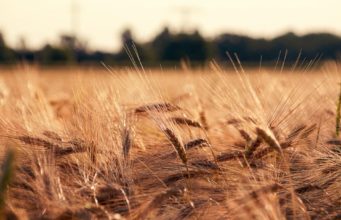 Applications for Olam Prize for Innovation in Food Security Funding now open