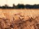Applications for Olam Prize for Innovation in Food Security Funding now open