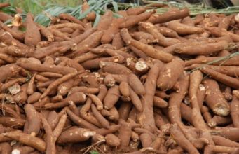 Spotlighting African companies tapping into the economic potential of cassava