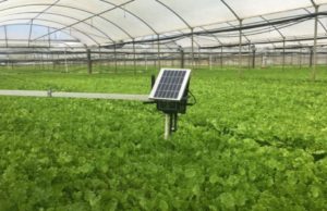 NITDA offer a springboard for local farmers
