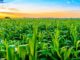 The pandemic must transform global agriculture