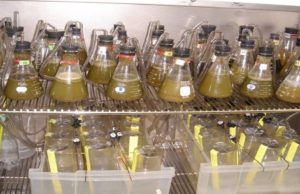 Togo to house West Africa’s Biogas research laboratory