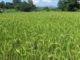 AATF Study reveals that rice farmers still facing challenges