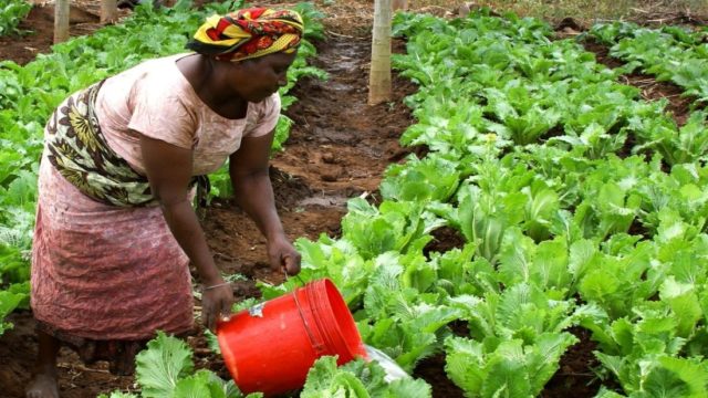 Agribooster Programme for Ghana farmers impacted by COVID-19