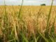 COVID-19 a blessing in disguise for local producers