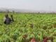 Nigeria to support small-scale farmers by injecting N600 billion as a stimulus-response into the sector – Minister