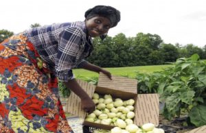 Sowing seeds of change: Innovative finance blossoms for West African climate-smart agriculture