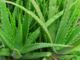 Nigeria focusing on agriculture to reverse unemployment trend