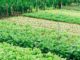 Farmers express concern over restrictive agroecology models