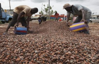 Ivory Coast Cocoa Farmers Optimistic Amidst Patchy Rainfall