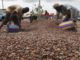 Ivory Coast Cocoa Farmers Optimistic Amidst Patchy Rainfall