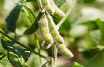 Tech-Driven Agriculture to improve food security in Nigeria