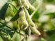 Tech-Driven Agriculture to improve food security in Nigeria