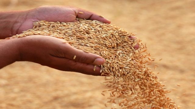 Ghana’s rice farmers need finance for new technologies, but banks don’t trust them