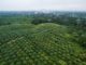 Tree crops industry has great economic potentials, says Wenchi Agricultural Research Station