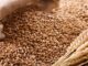 Wheat production identified as critical for development of Senegal agriculture