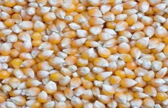 Call to find lasting solutions to the hydra-headed security challenges hindering investments in Nigeria’s agricultural sector