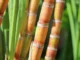 Africa’s Vast Arable Land Underutilised for Cash and Food Crops