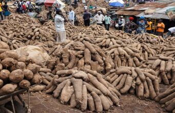 West African Yam Festivals Celebrate Harvest, Community and Life Itself