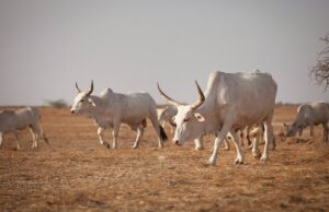 Boosting Senegal’s Booming Livestock: €78.6 Million Injection to Create Jobs, Ensure Food Security
