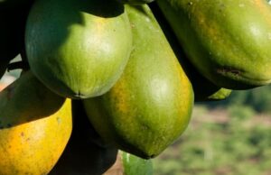 Equity Group, WFP sign agreement to empower small-scale farmers in DRC