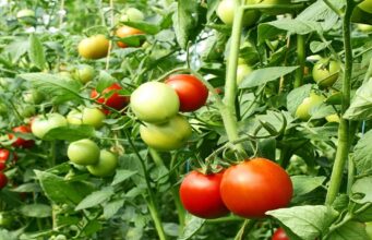 Nigeria at Odds Over Food Policy: Imports to Curb Inflation vs. Boosting Domestic Agriculture