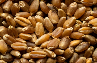 Wheat Sector Transformation: A Tripartite Commitment for Sustainable Food Security in West and Central Africa