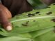 Ghana Leads Africa’s Fight Against Fall Armyworm
