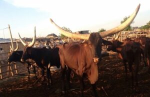 Nigeria Targets Livestock Boom with Commercial Pasture Production