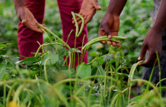 Cowpea Breeders Look to the Future: Anticipating Market Shifts in West Africa