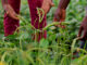 Cowpea Breeders Look to the Future: Anticipating Market Shifts in West Africa
