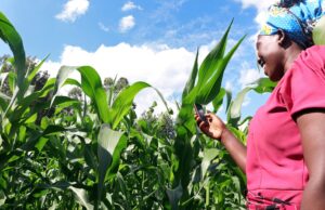 Digital Revolution Takes Root in West African Agriculture, Empowering Hundreds of Thousands