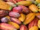 Ghana’s Cocoa Crisis: Golden Temptation Lures Farmers Away from Beans