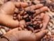 Ghana’s Cocoa Under Siege: Illegal Mining Threatens Industry’s Future