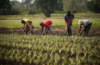 Sierra Leone Courts Iranian Investment to Revitalise Agriculture